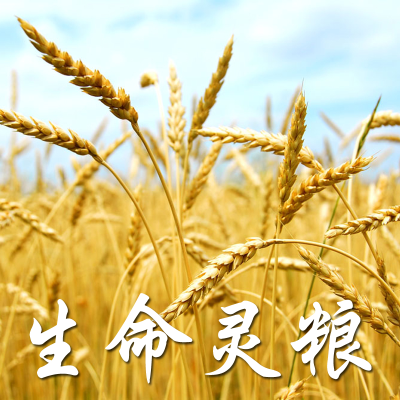 生命灵粮